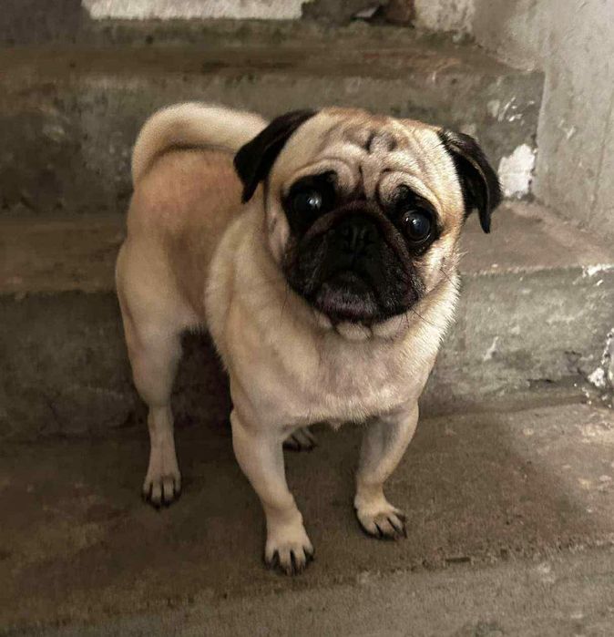 Na sprzedaż śliczny 2 letni mops samczyk z paszportem