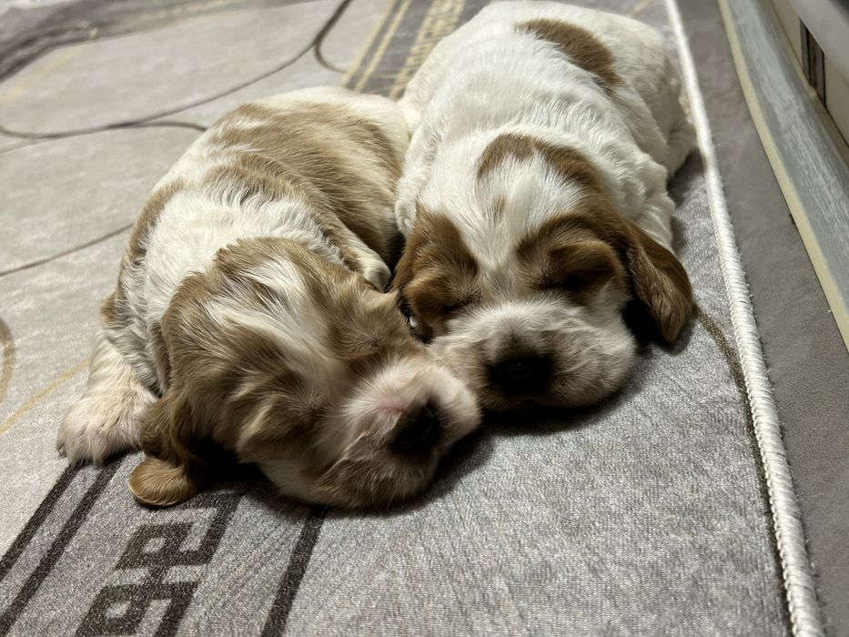 Suczka Cocker Spaniel Angielski do rezerwacji