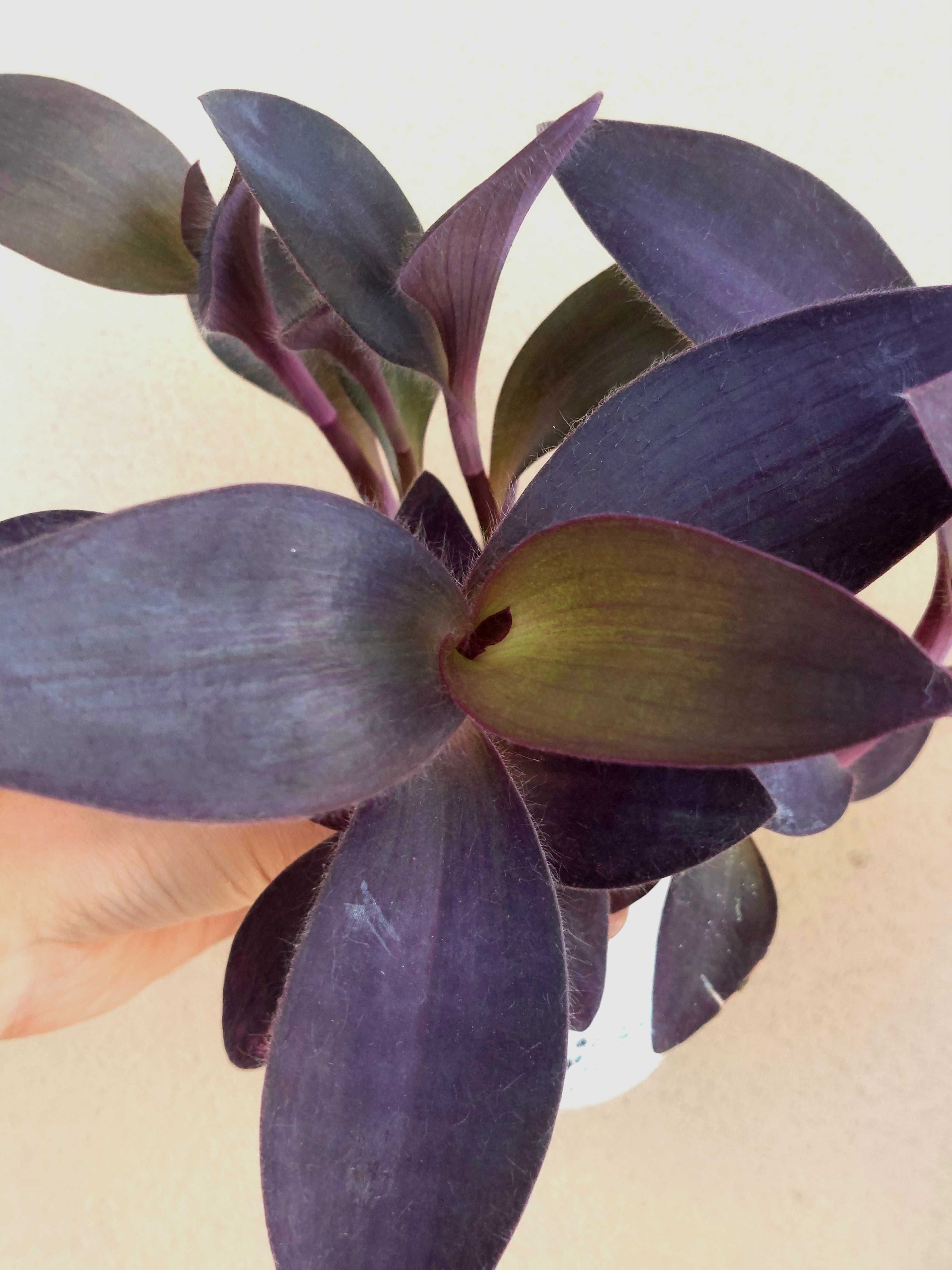 Tradescantia Purple heart