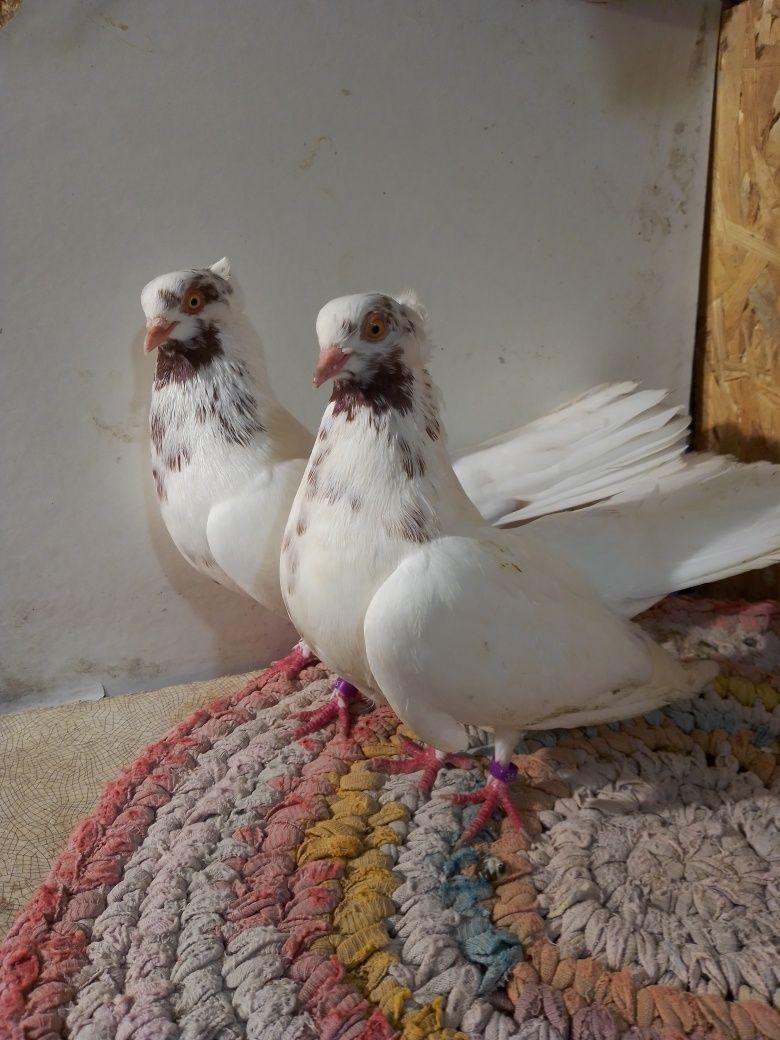 Продам Бесарабських голубів- вертунів .