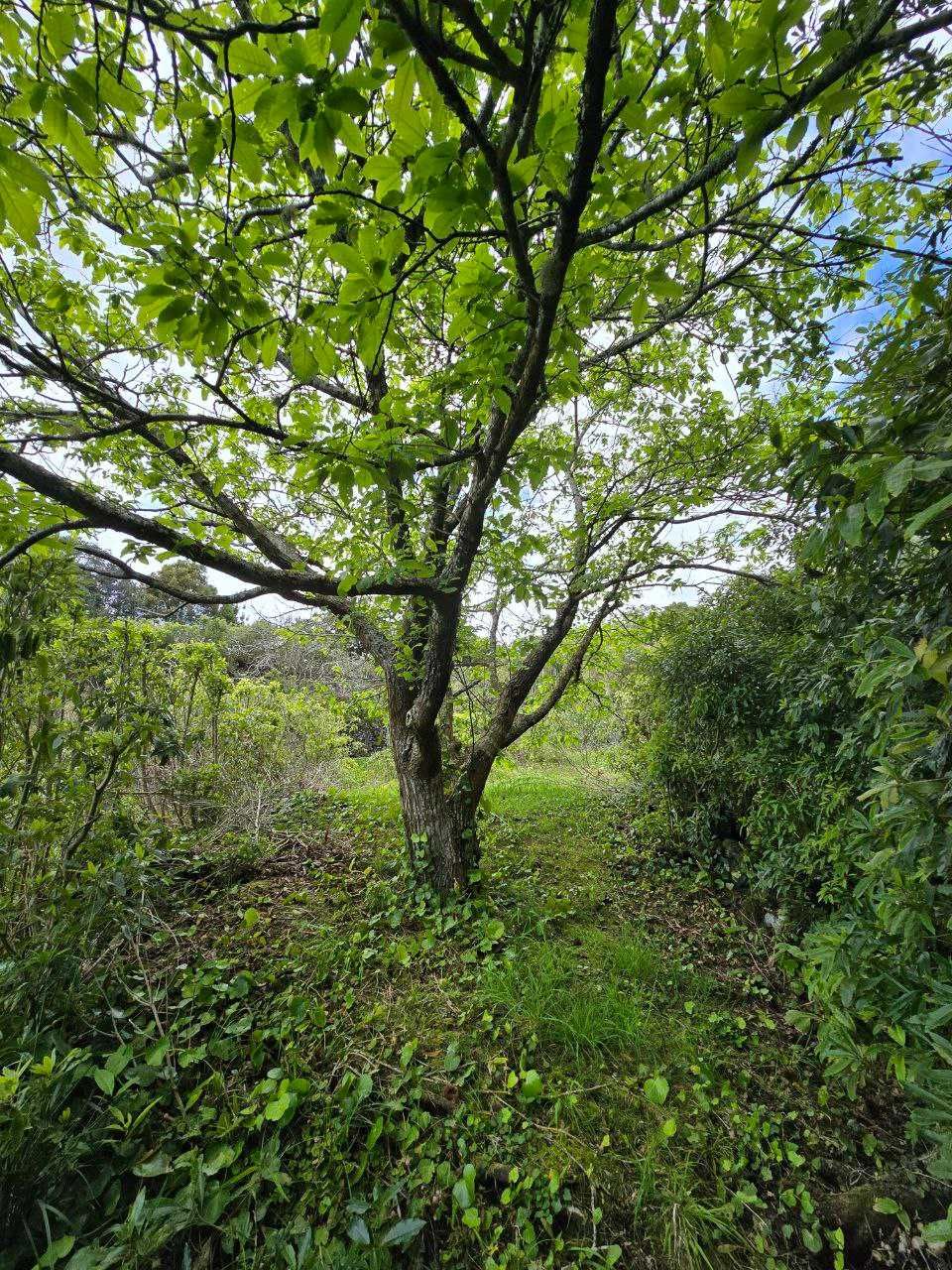 Terreno com pomar 3000m2