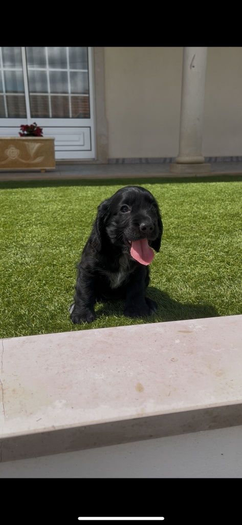 cocker spaniel inglês macho