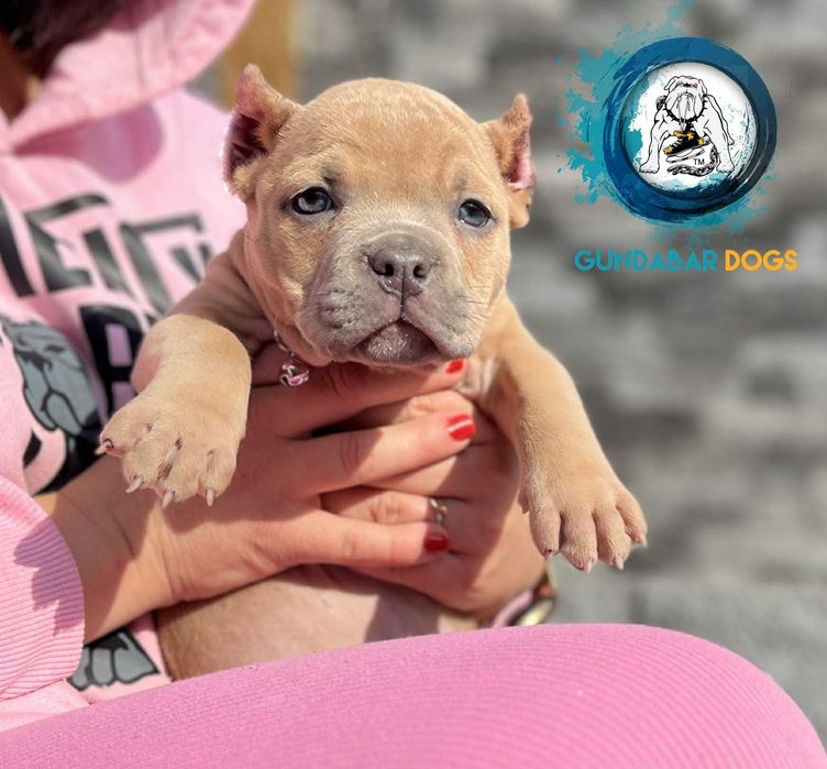 American Bully suczka ABKC