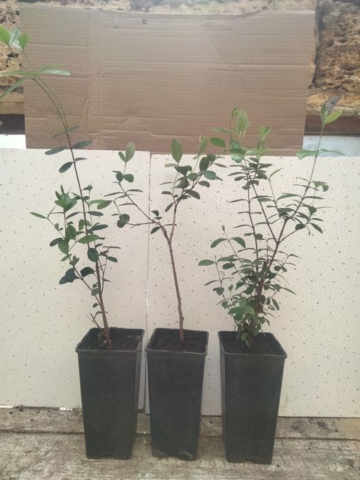 ФЕЙ-ХОА САЖЕНЦЫ продам.двух годичные.