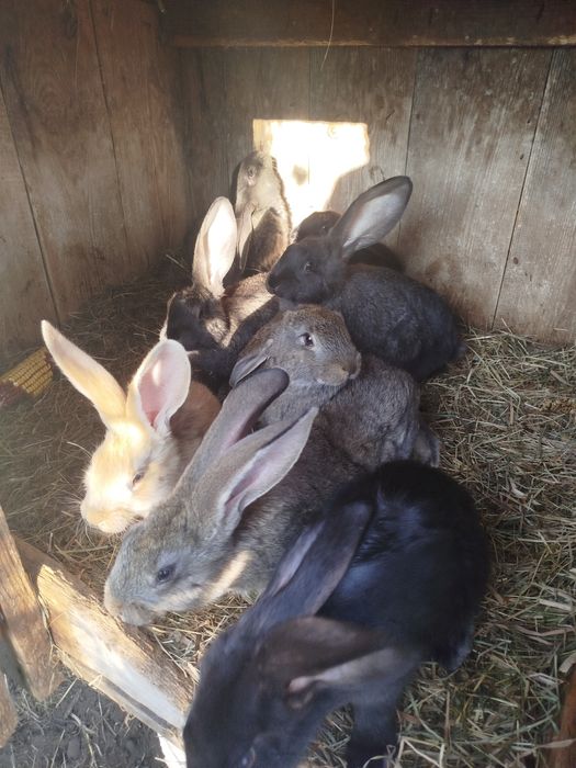 Króliki Olbrzym Belgijski