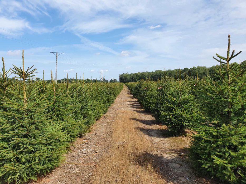 Świerk pospolity cięty 175-300 cm/ w donicy 80-175 cm/ TuChoinki.pl