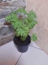 GERANIUM Anginowiec leczniczy doniczkowy nasiona