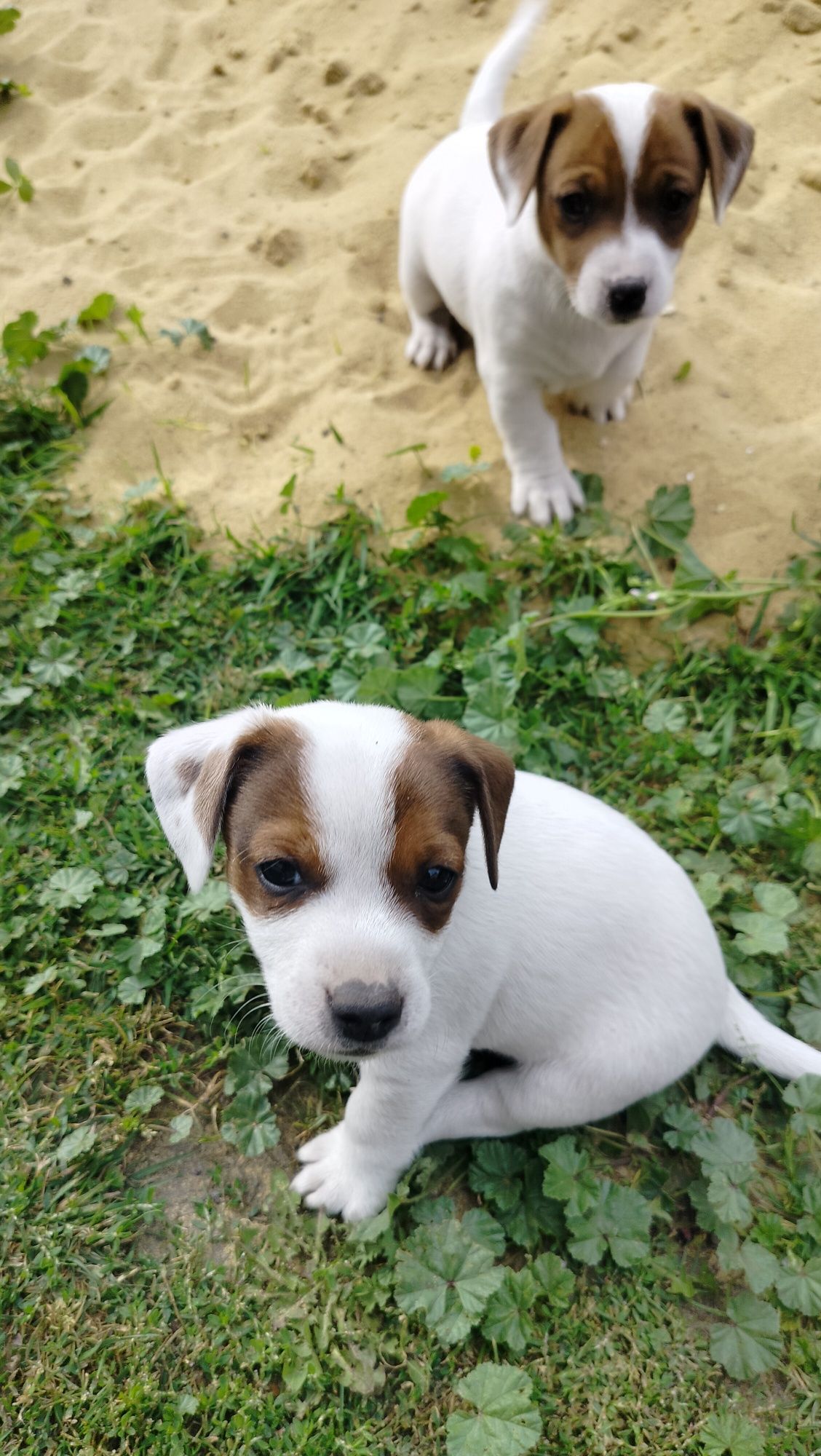 Szczeniak Jack Russell Terrier