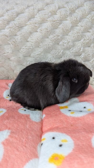 MINI LOP królik miniaturka mały karzełek baranek