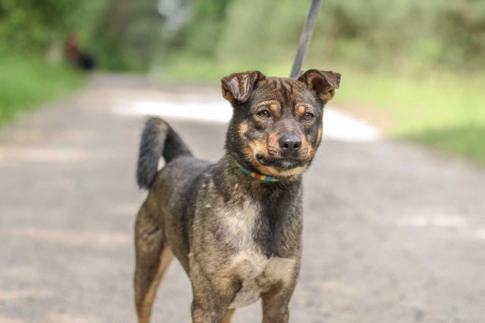 Nankin - nieduży młodziak szuka swojej rodziny
