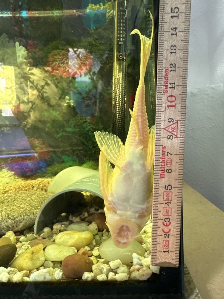 Plecos albino e comum com 15/25cm