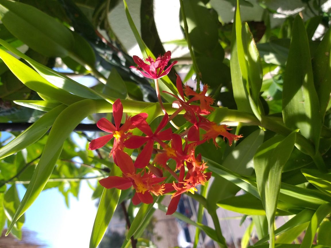 Orquídea Rara lindíssima. Cada muda