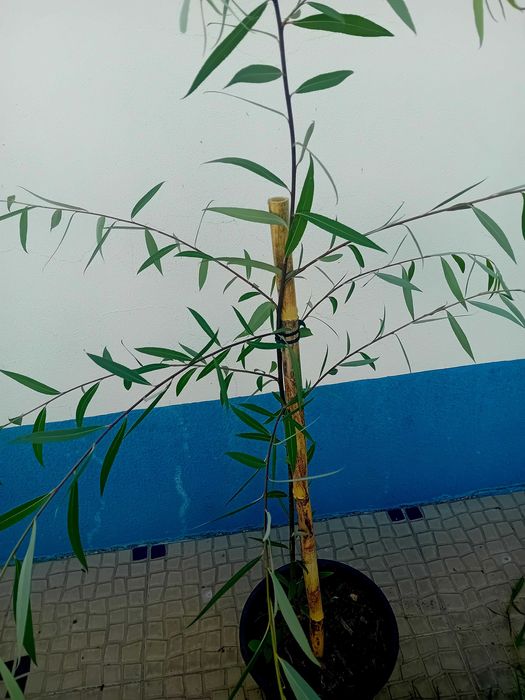 Arvore salgueiro chorao