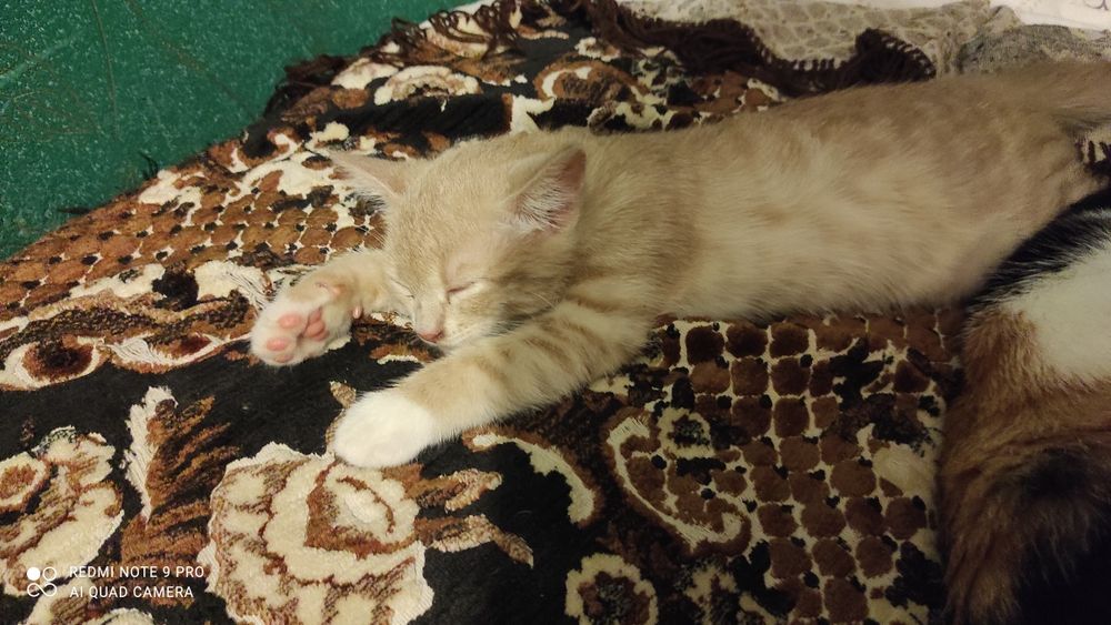 Віддам кошенят в добрі ручки