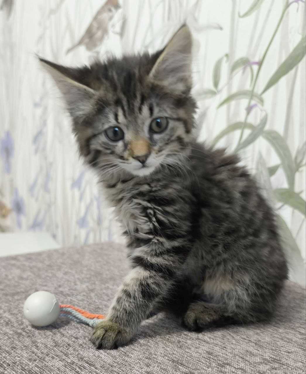 Кошеня, дівчинка, 2 місяці