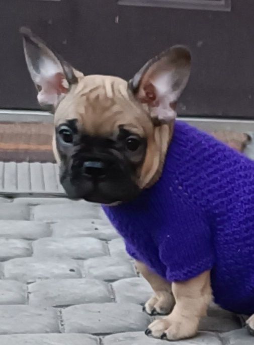 Французский бульдог