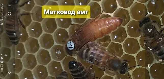 відводки Кагарлик пчелопакеты кагарлык киевская пчелы бджоли пакеты