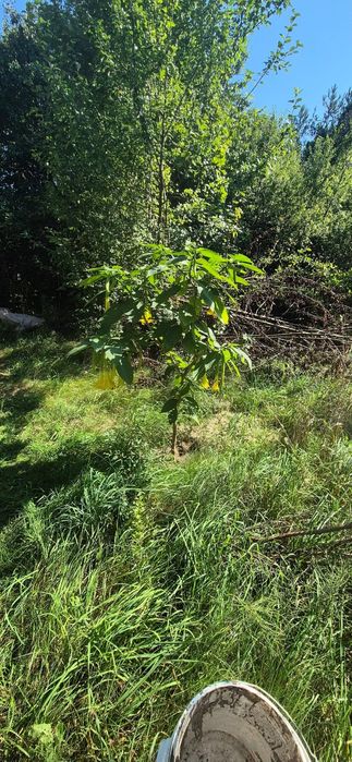 Datury rośliny kwiaty