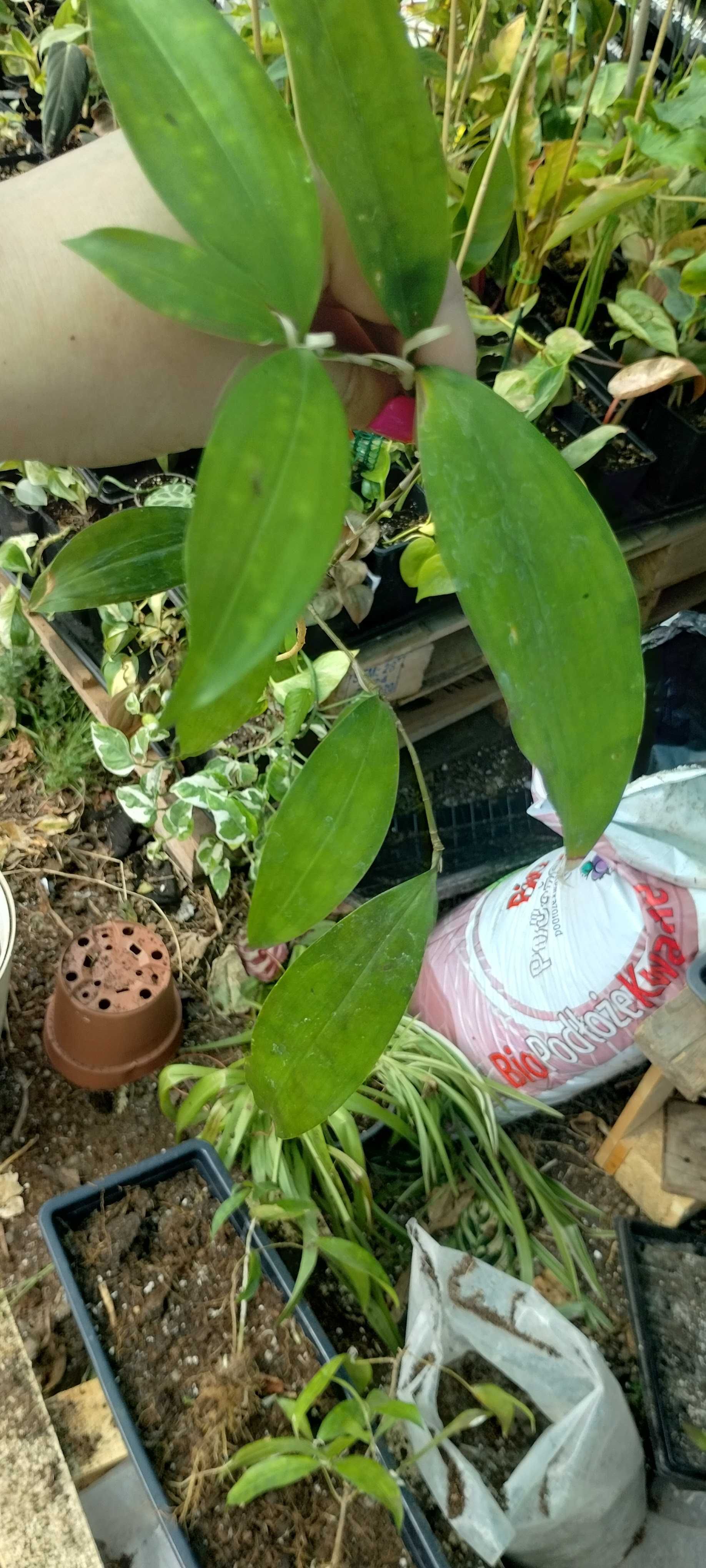 dracena surculosa Mike