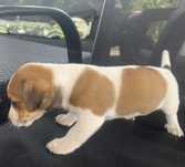 Piesek Jack Russell Terrier