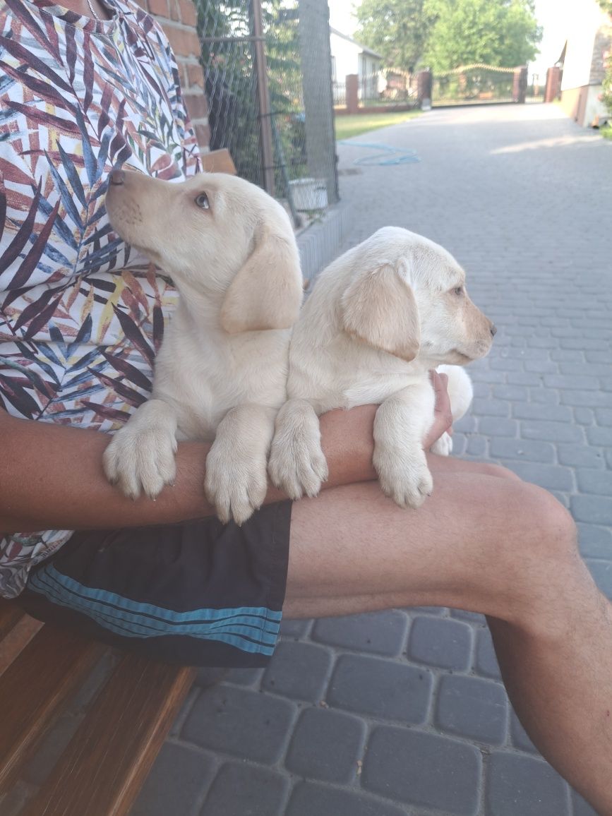 Szczeniak Labrador Retriever