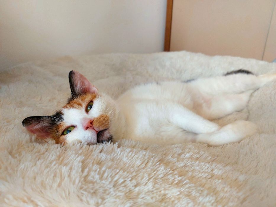 Wanda szuka domku, kotka