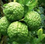 Limpeiro kaffir