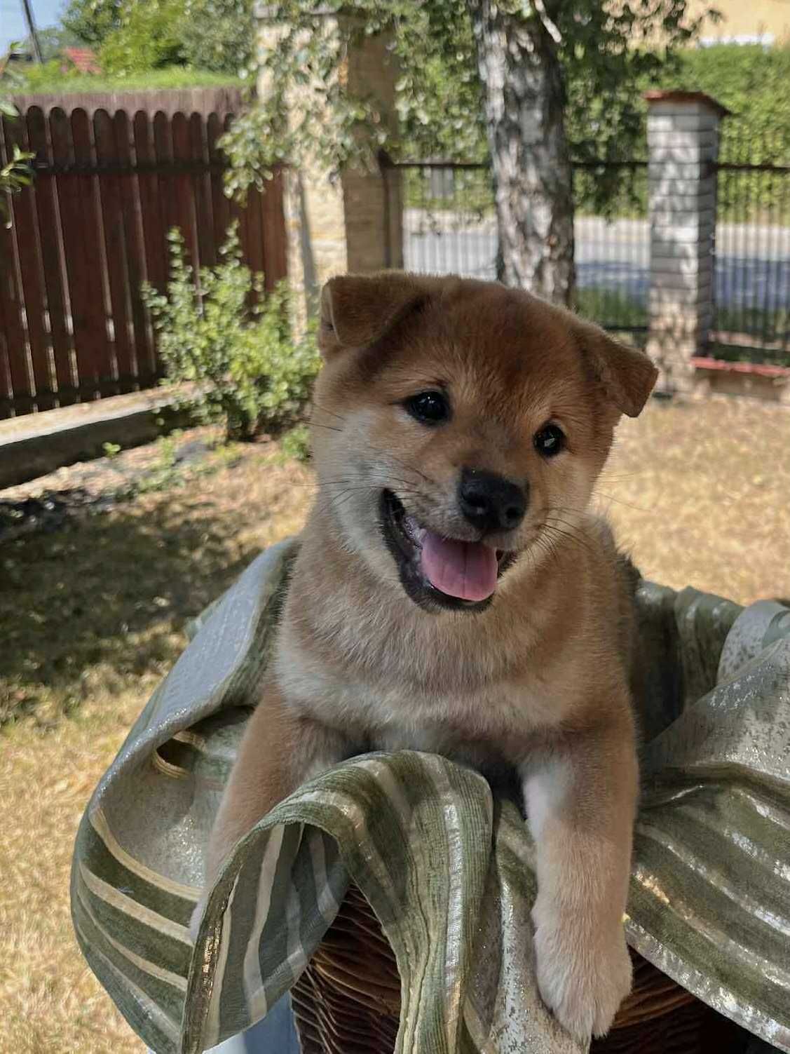 Shiba Inu FCI – urocze pieski z domowej hodowli ZKwP