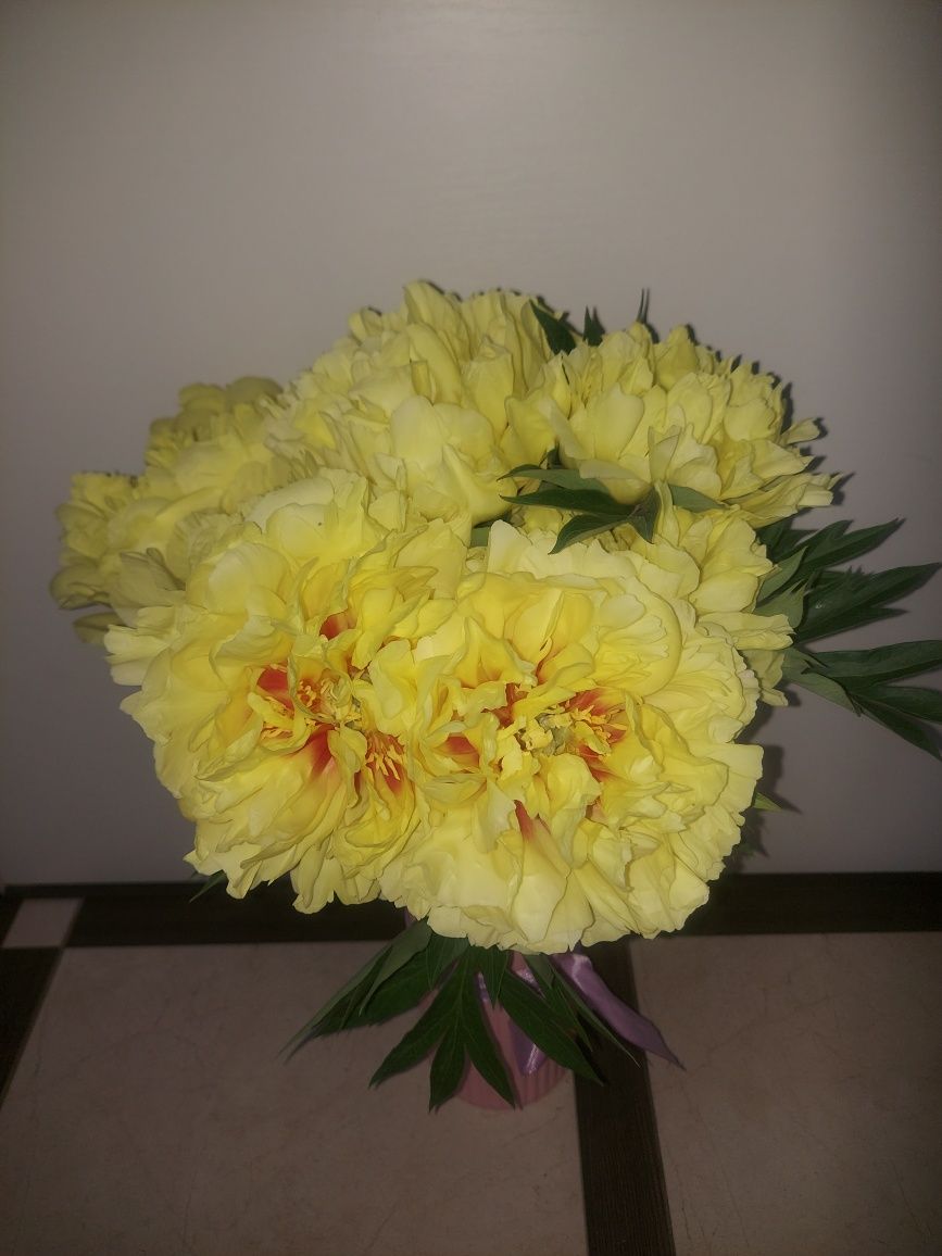 Продам корни сортовых пионов из собственного сада.