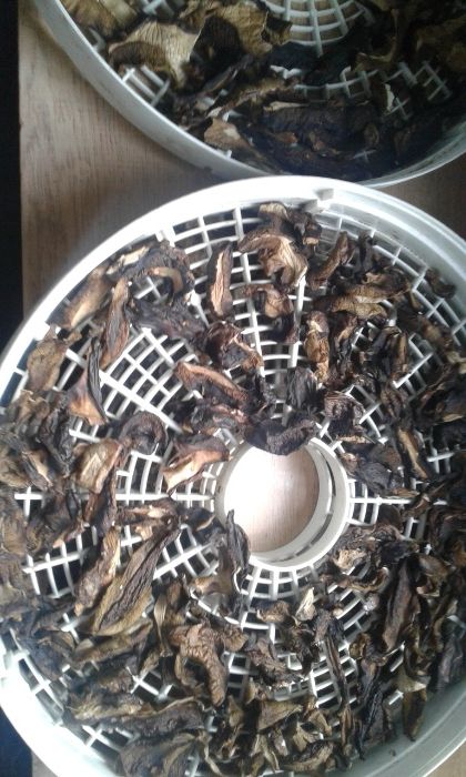 Grzyby suszone podgrzybki 2022 rok