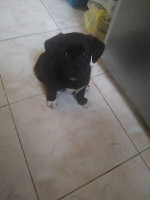 Oddam mała suczkę bardzo przyjazna dla człowieka