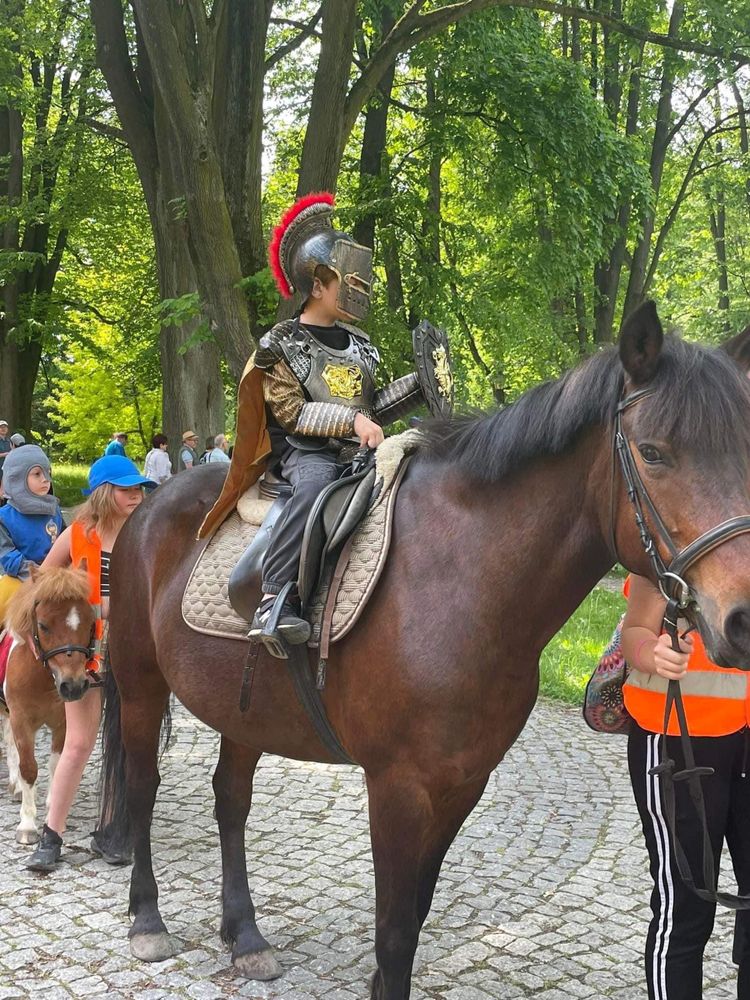 Doświadczona klacz huculska