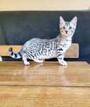 XENON kocurek bengalski srebrny silver bengal rodowód FPL