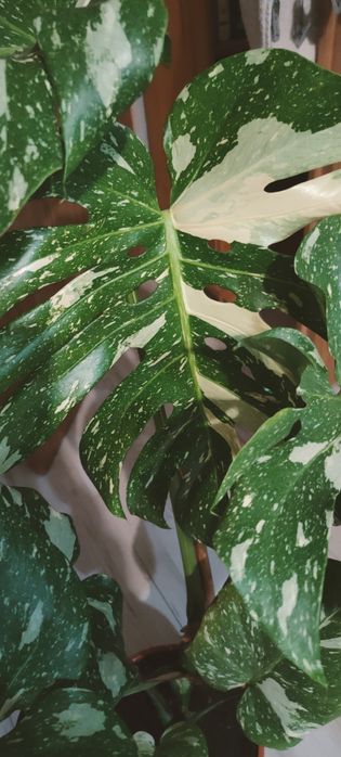 Monstera thai constellation