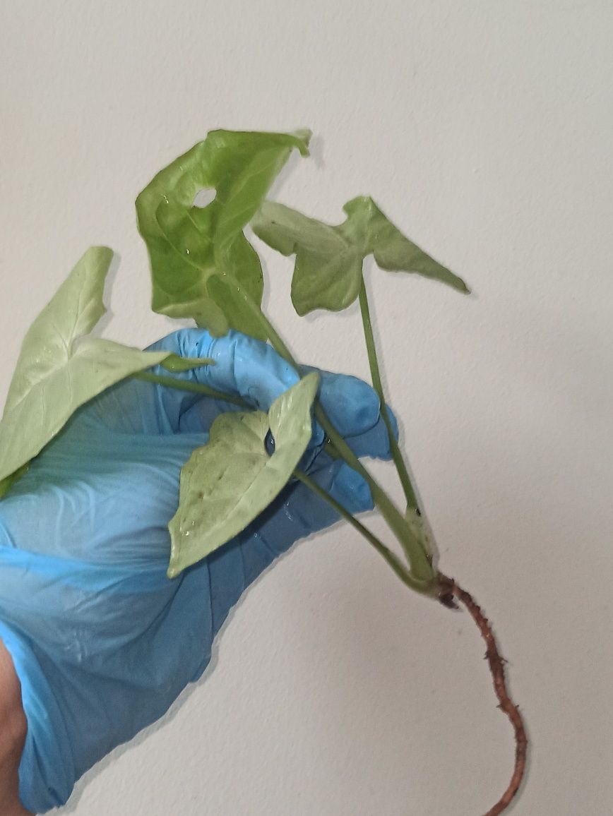 syngonium milk confetti