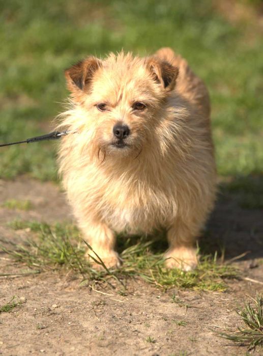 Malutka, delikatna, cudna sunia potrzebuje domku