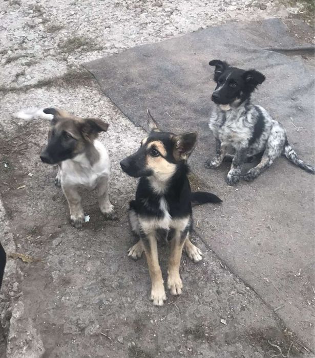 Щеночки, ~4 месяца