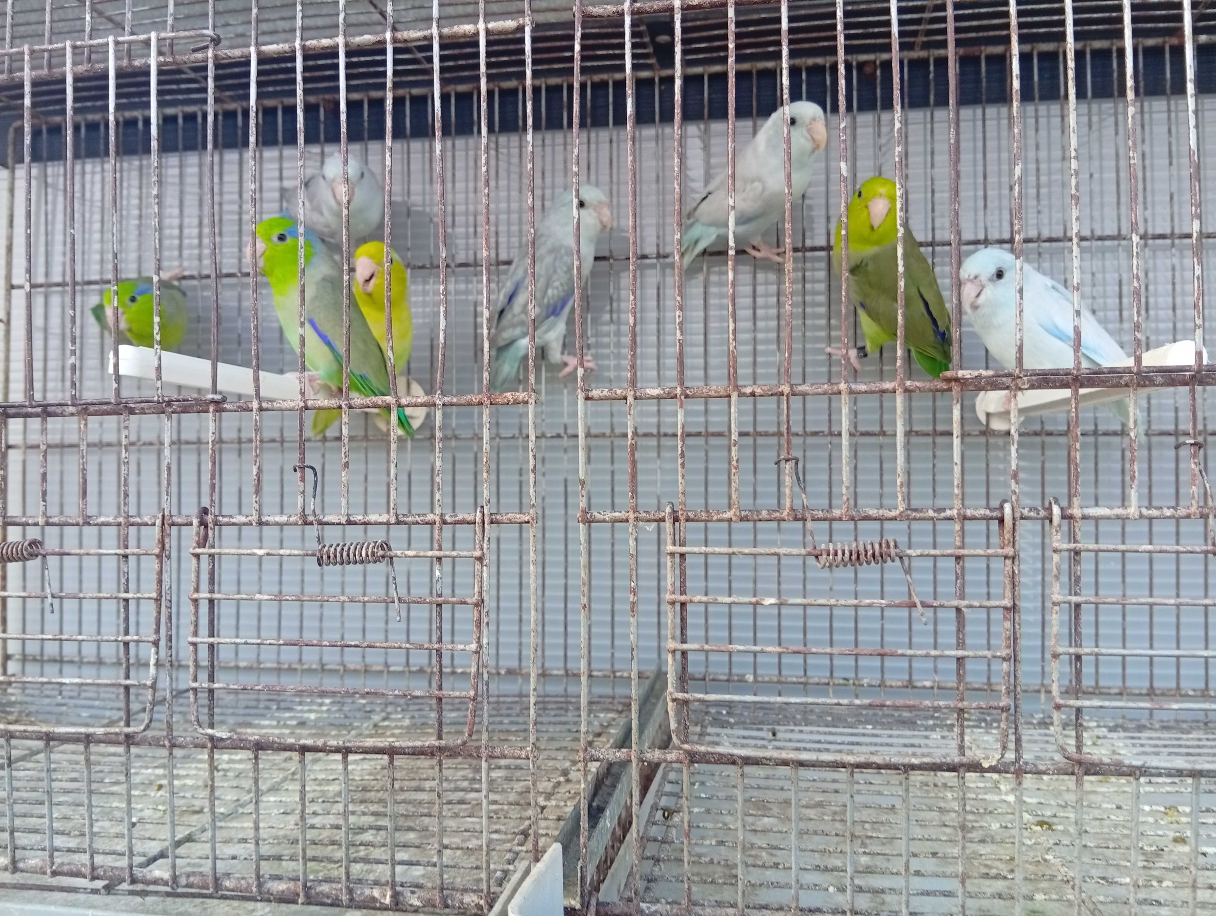 Ring necks casal de pyrrulas kakariquis forpus