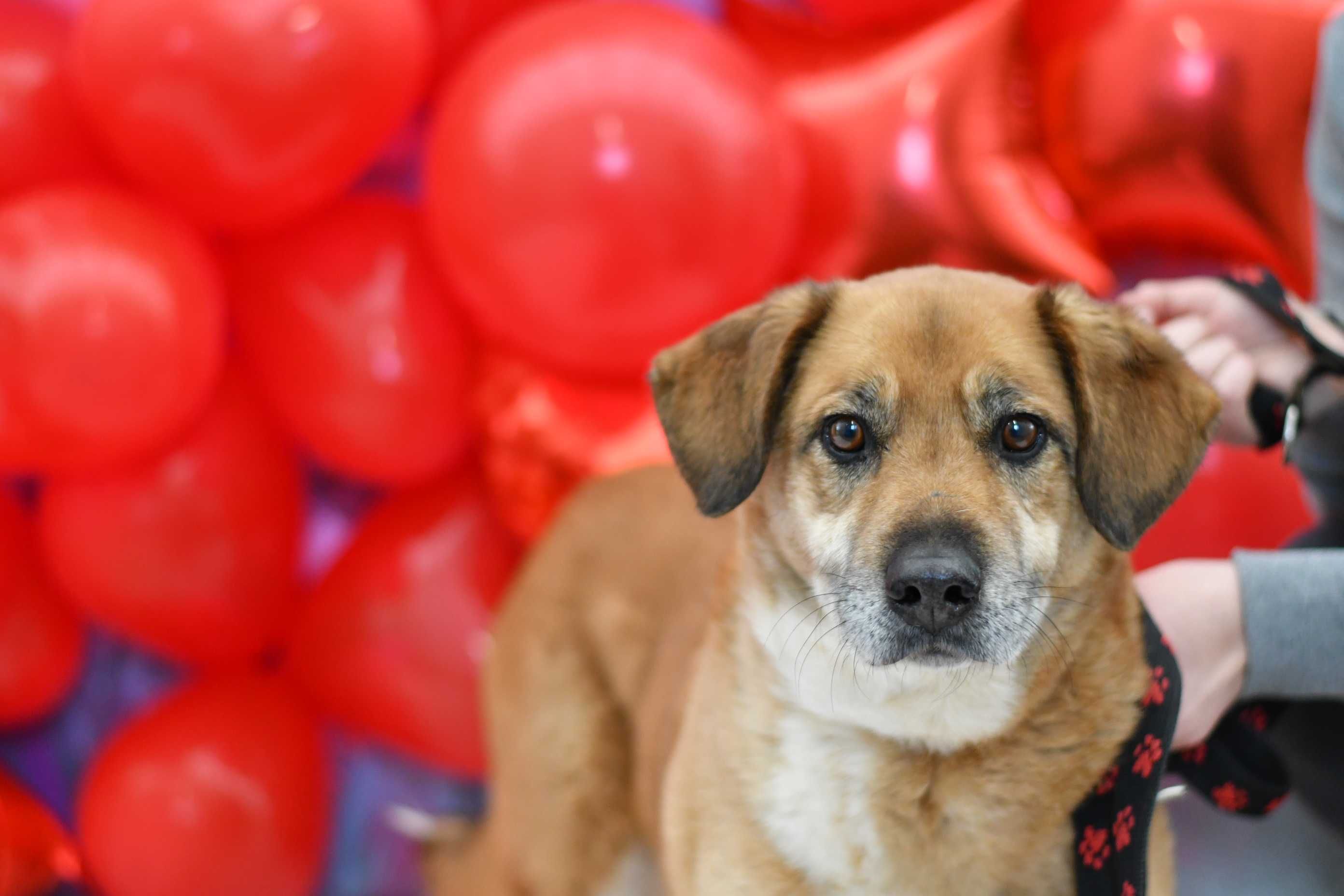 Rudzielec do adopcji!