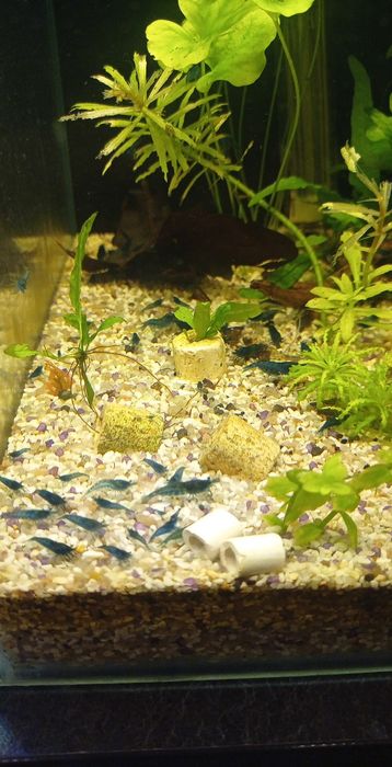 Krewetki Velvet blues