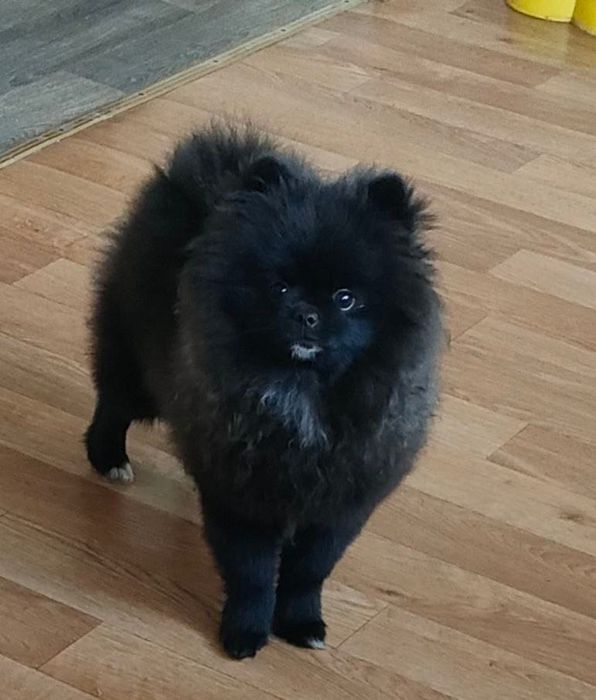 Продам неймовірно милу дівчинку померанського шпіца!