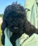 Suczka mini labradoodle f2 black