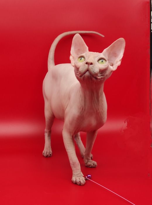 Біленький хлопчик ласкуньчик