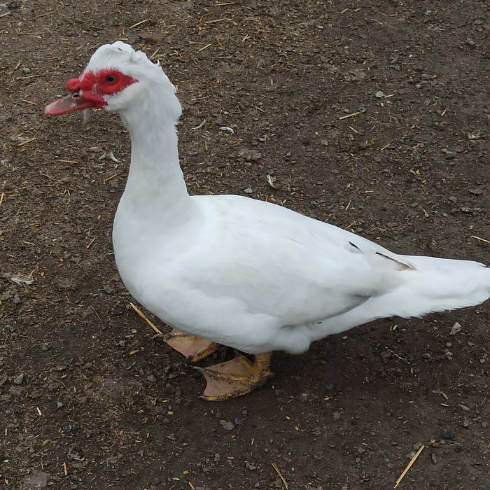 Kaczki. Kaczory francuskie