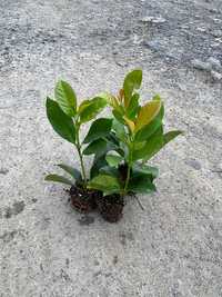 Laurowiśnie Etna Rotundifolia Caucasica w multiplacie 5-15 cm Sieradz