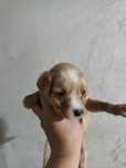 Animais para adoção