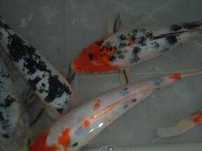 Karaś kolor,karp koi,orfa,karp,amur,tołpyga,wzdręga,jesitr,jaź,węgorz