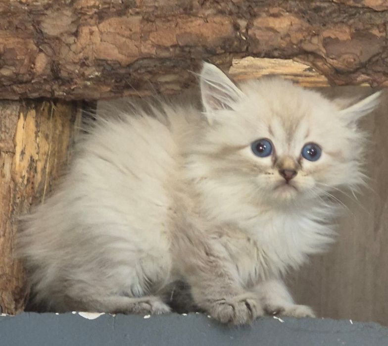 po Championach rodowód FPL FIFE Neva Masquerade kotka kot Syberyjski