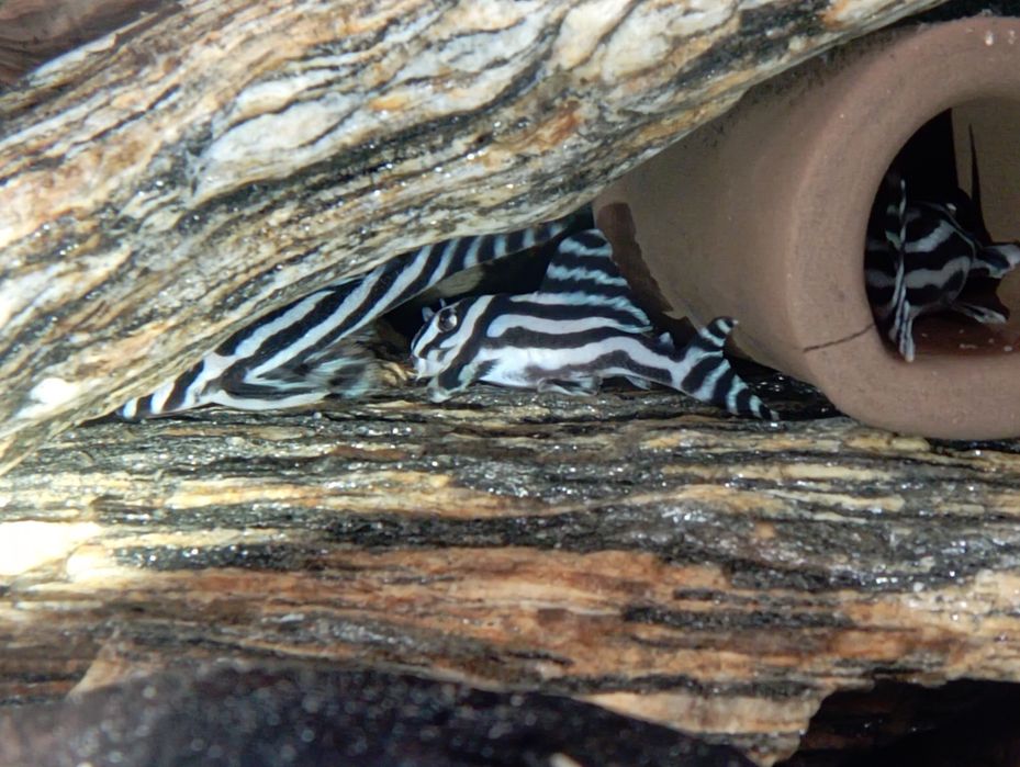 Para Hypancistrus zebra L46 zbrojniki glonojad