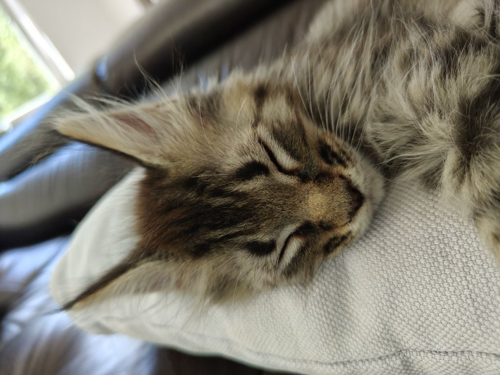 Maine coon kotka z rodowodem FPL